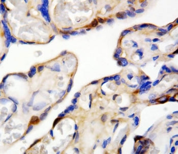 DDT Antibody