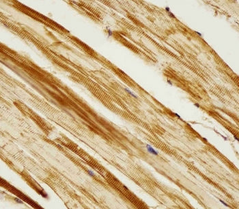 ak2 Antibody (Zebrafish)