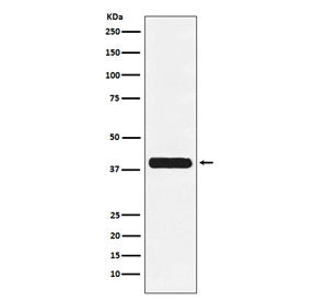 Glycophorin C Antibody