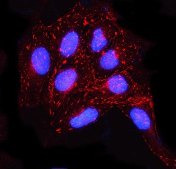 MISP Antibody / Mitotic interactor and substrate of PLK1