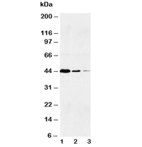 Caspase-1 Antibody (p20)