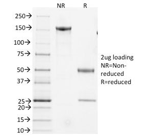 SDS-PAGE analysis of purified, BSA-free CD3e antibody (clone 145-2C11) as confirmation of integrity 
