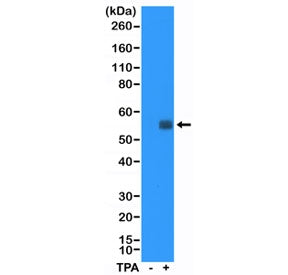 Western blot testing of lysate from HeLa cells, non-treated (-)or treated (+) with TPA, with recombi