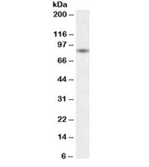 BAG3 Antibody