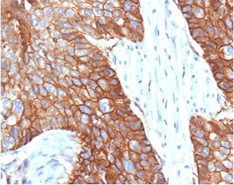 CD9 Antibody