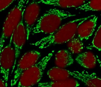 Immunofluorescent staining of MeOH-fixed human HeLa cells with HSP60 antibody (clone SRPR60, green) 