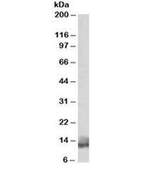 Phospholamban Antibody / PLN