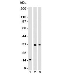 CELA3B Antibody / Elastase 3B