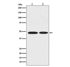 Alpha Enolase Antibody / ENO1