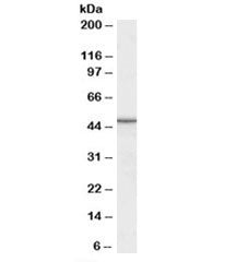 M6prbp1 Antibody
