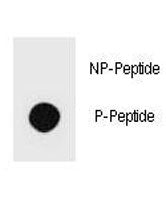 PTEN Antibody (phospho-S229)