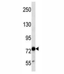 TLE4 Antibody