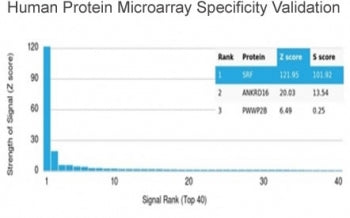 SRF Antibody / Serum Response Factor