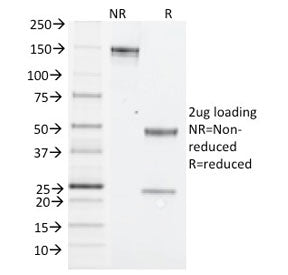 SDS-PAGE analysis of purified, BSA-free Nk1.1 antibody (clone PK136) as confirmation of integrity an