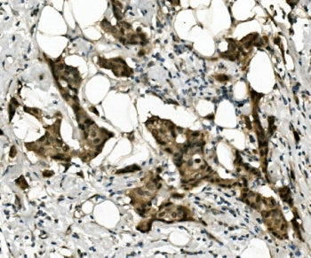 RBPMS Antibody
