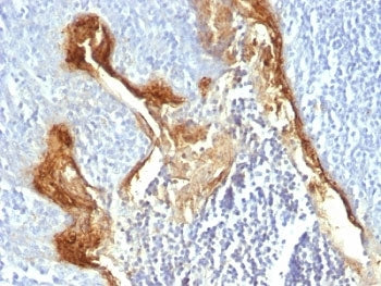 Involucrin Antibody