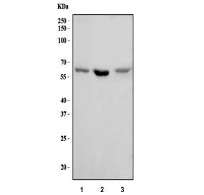 Western blot testing of 1) human U-2 OS, 2) rat PC-12 and 3) mouse NIH 3T3 cell lysate with Syndecan