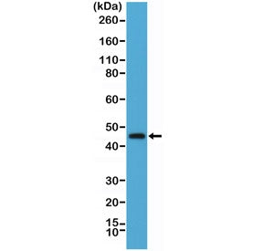 OX40 Antibody / CD134