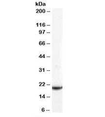 GPX4 Antibody (isoforms a and c)