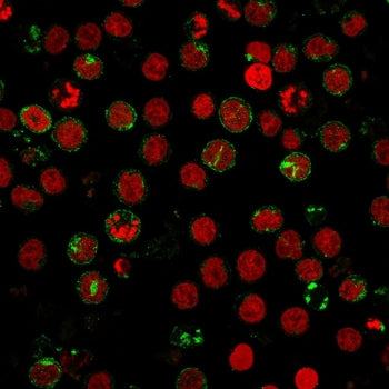Immunofluorescent staining of human MOLT-4 cells with CD6 antibody (green, clone SPV-L14) and Reddot