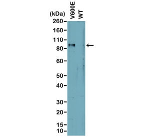 BRAF V600E Antibody