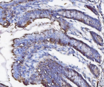 IHC staining of FFPE rat colon tissue with Fgf19 antibody. HIER: boil tissue sections in pH8 EDTA fo
