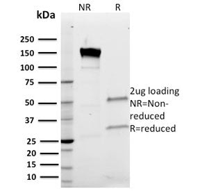 SDS-PAGE analysis of purified, BSA-free Band 3 antibody (clone Q1/156) as confirmation of integrity 