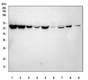 G6PD Antibody