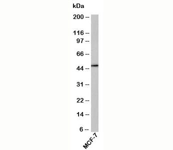 RUNX2 Antibody