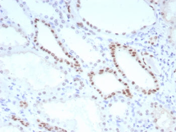 PAX8 Antibody