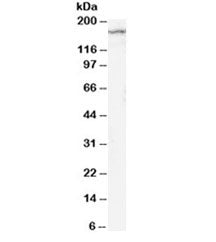 NR2B Antibody