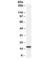 Western blot testing of human U937 cell lysate with FLAP antibody at 0.1ug/ml. Predicted molecular w