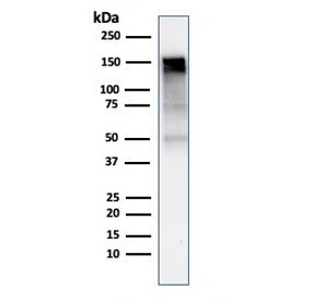 EGF Receptor / EGFR Antibody