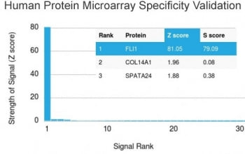 Analysis of HuProt(TM) microarray containing more than 19,000 full-length human proteins using FLI1 