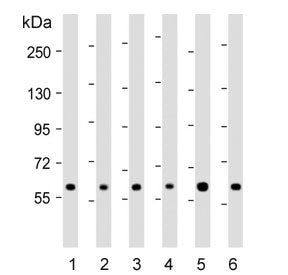 RNF31 Antibody
