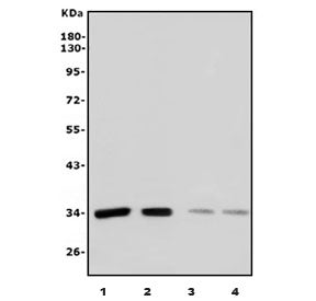 XRCC2 Antibody