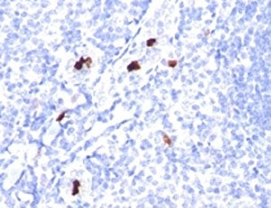 Myeloid Cell Marker Antibody