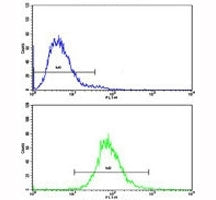 CD36 Antibody