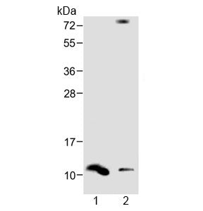 Defensin 1 Antibody / DEFA1