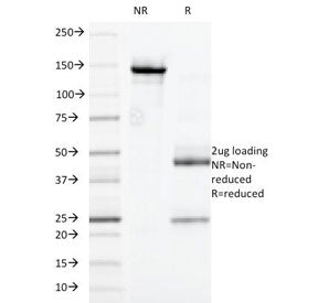 SDS-PAGE Analysis of Purified, BSA-Free CD32 Antibody (clone 7.3). Confirmation of Integrity and Pur