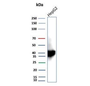 Western blot testing of human HepG2 cell lysate using AKR1C1 antibody (clone AKR1C1/9319). Predicted