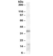 TIM-3 Antibody