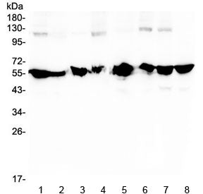 NONO Antibody / p54nrb