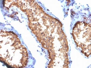 Vinculin Antibody