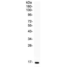 Leptin Antibody / LEP