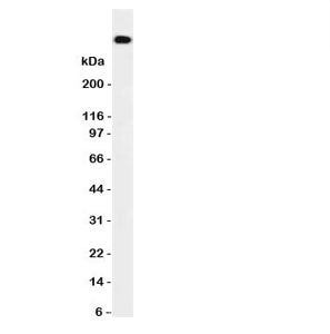 DNA-PKcs Antibody