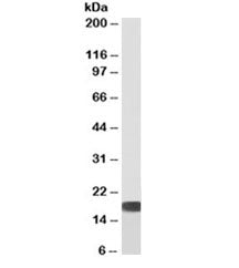 Superoxide Dismutase 1 Antibody [Biotin Conjugate]