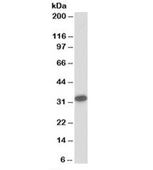 Western blot testing of human liver lysate with CBR1 antibody at 0.2ug/ml. Predicted molecular weigh