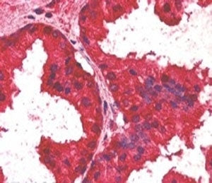 AIBZIP Antibody