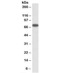ERO1L Antibody